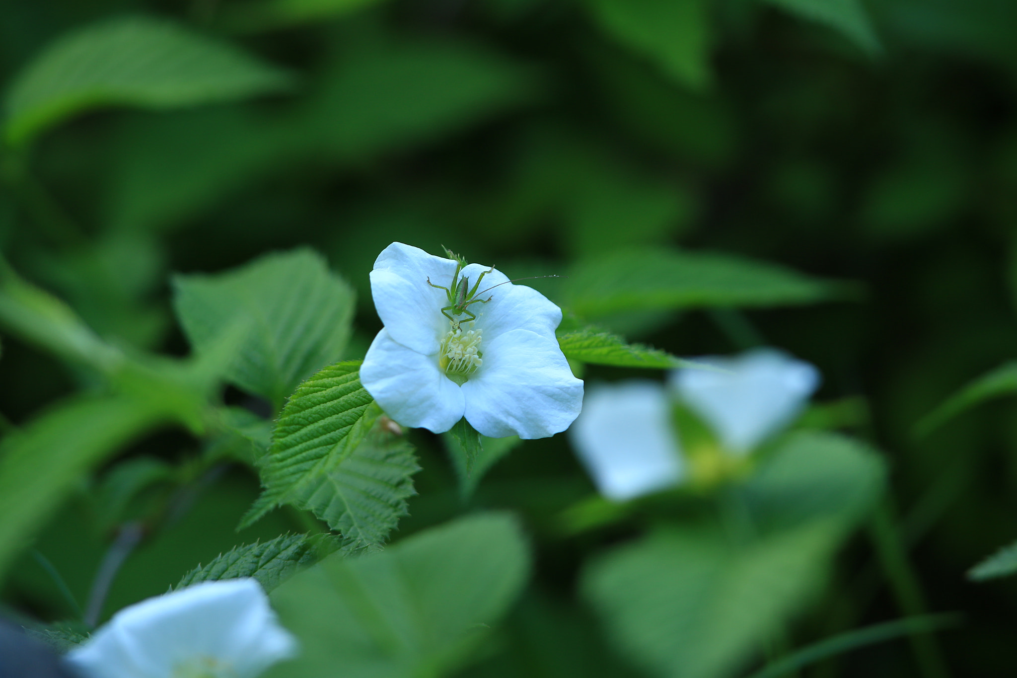 Canon EOS 7D Mark II + Canon EF 400mm F2.8L IS USM sample photo. 白山吹 photography