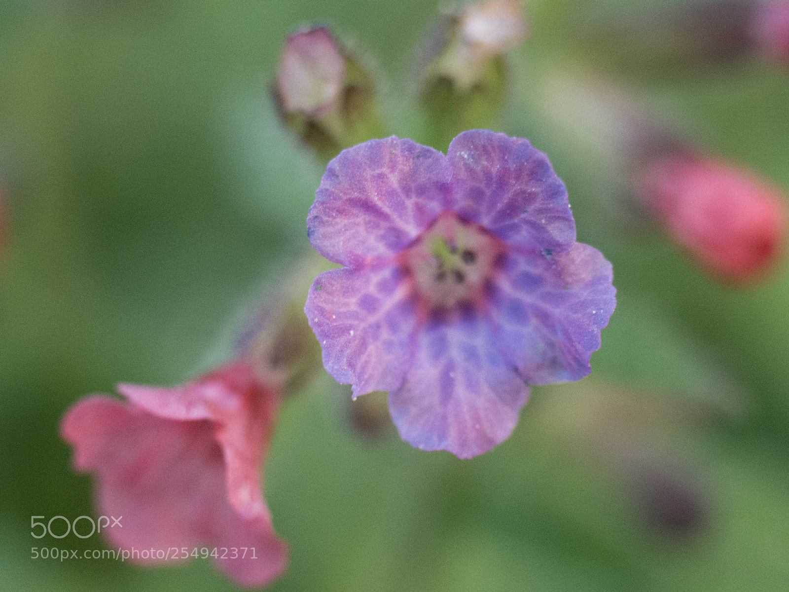 Panasonic DMC-G70 sample photo. Spring flowers photography