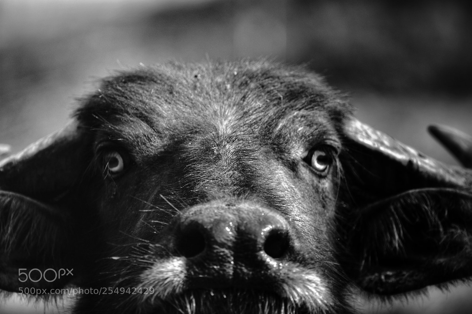 Nikon D7200 sample photo. Water buffalo photography