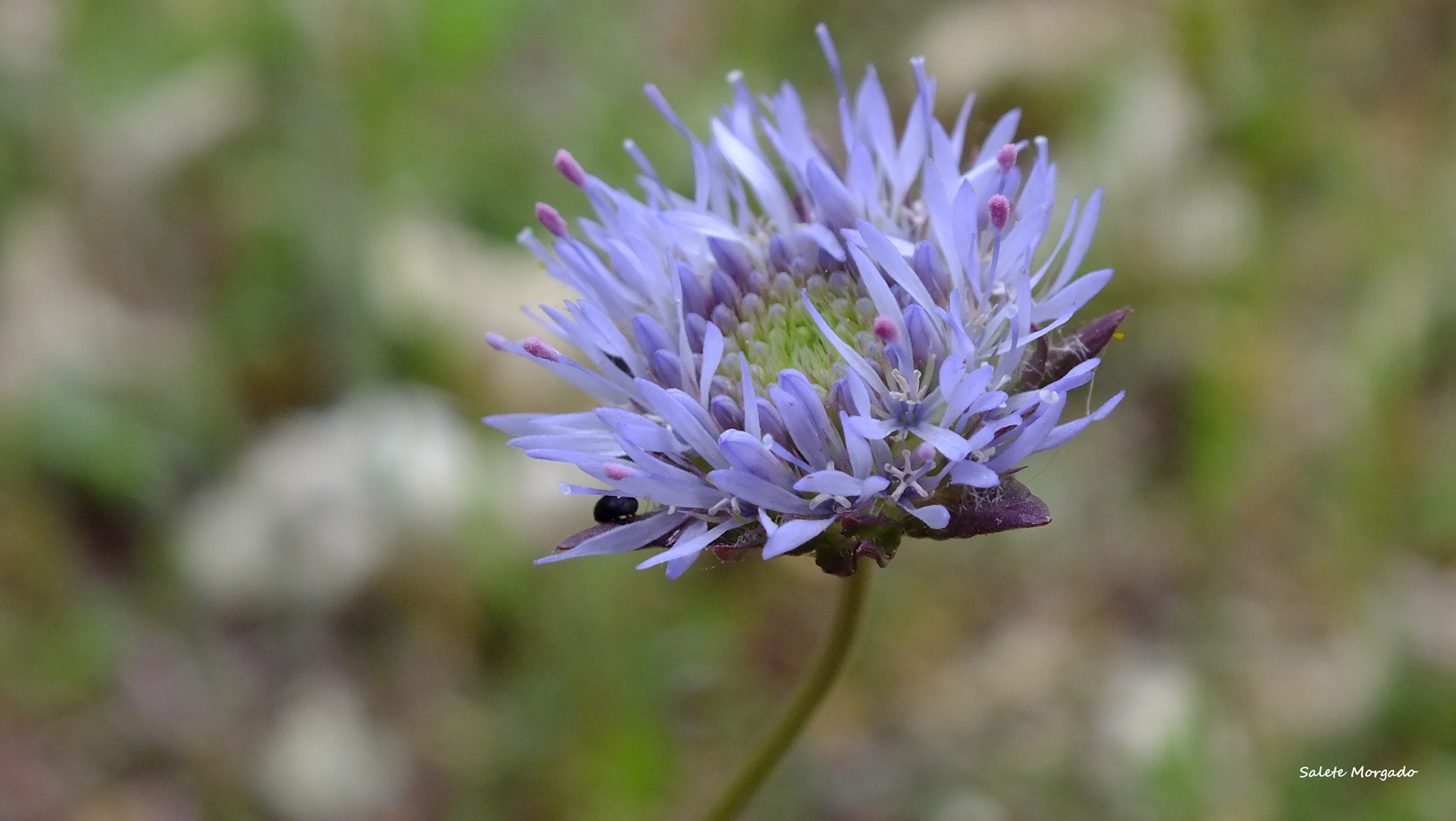 Fujifilm FinePix HS30EXR sample photo. Jasione montana photography