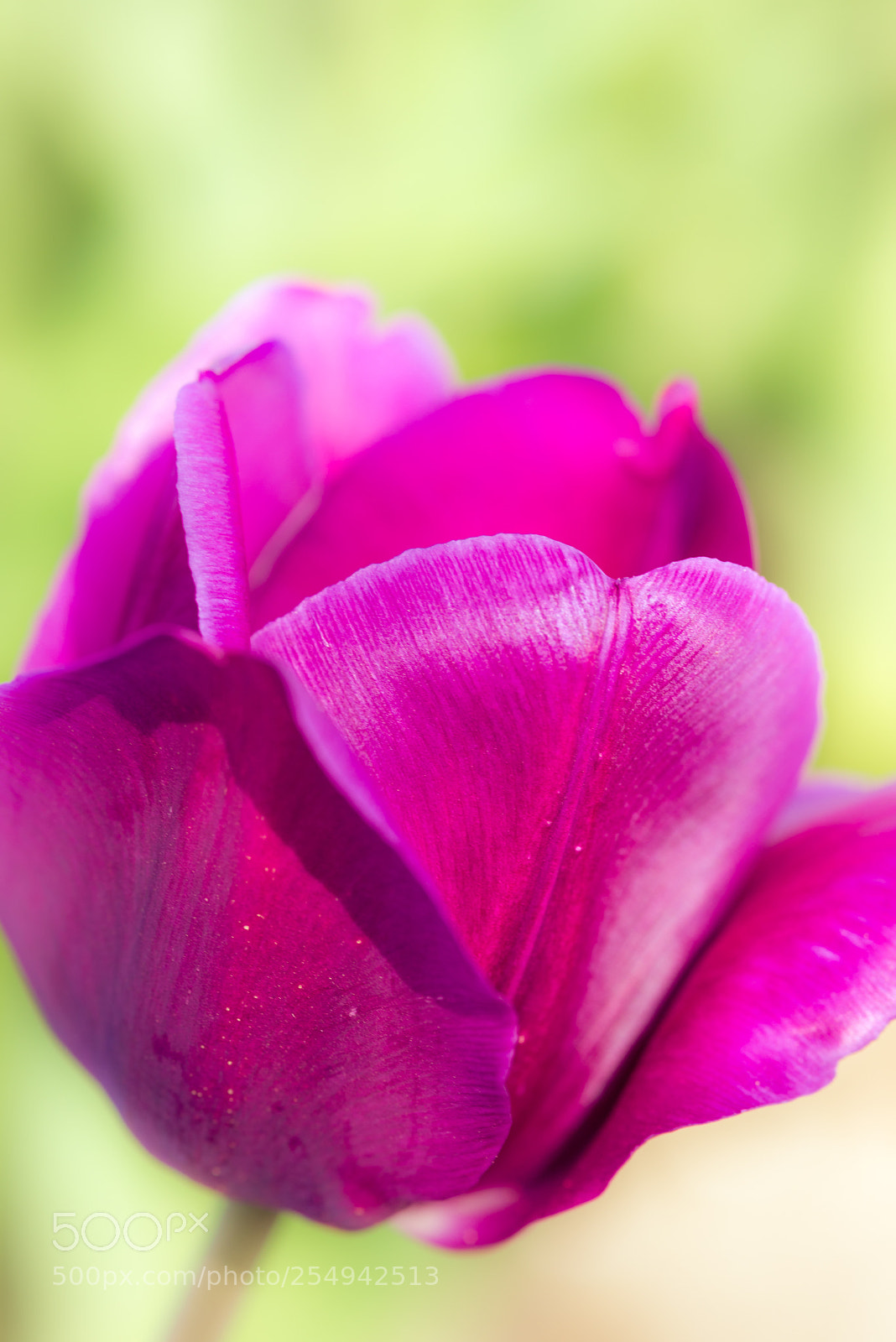 Nikon D610 sample photo. Tulip photography
