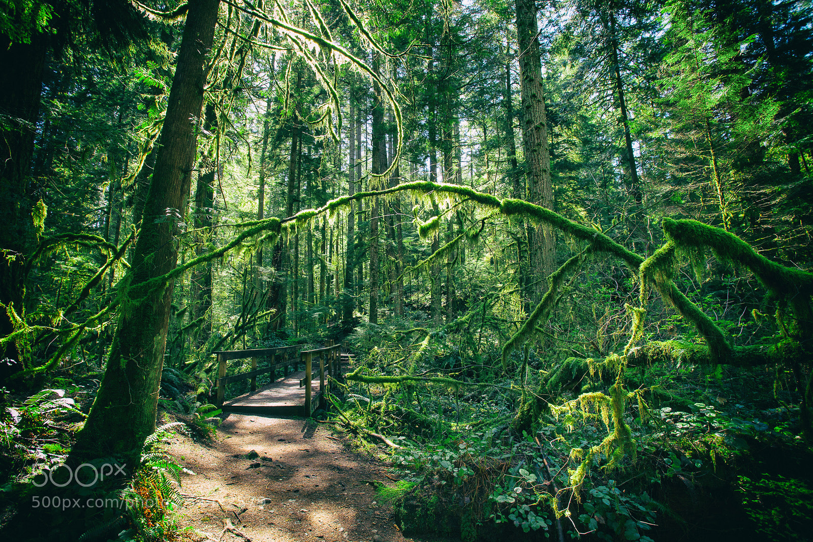 Canon EOS 5D Mark II sample photo. Lynn canyon photography