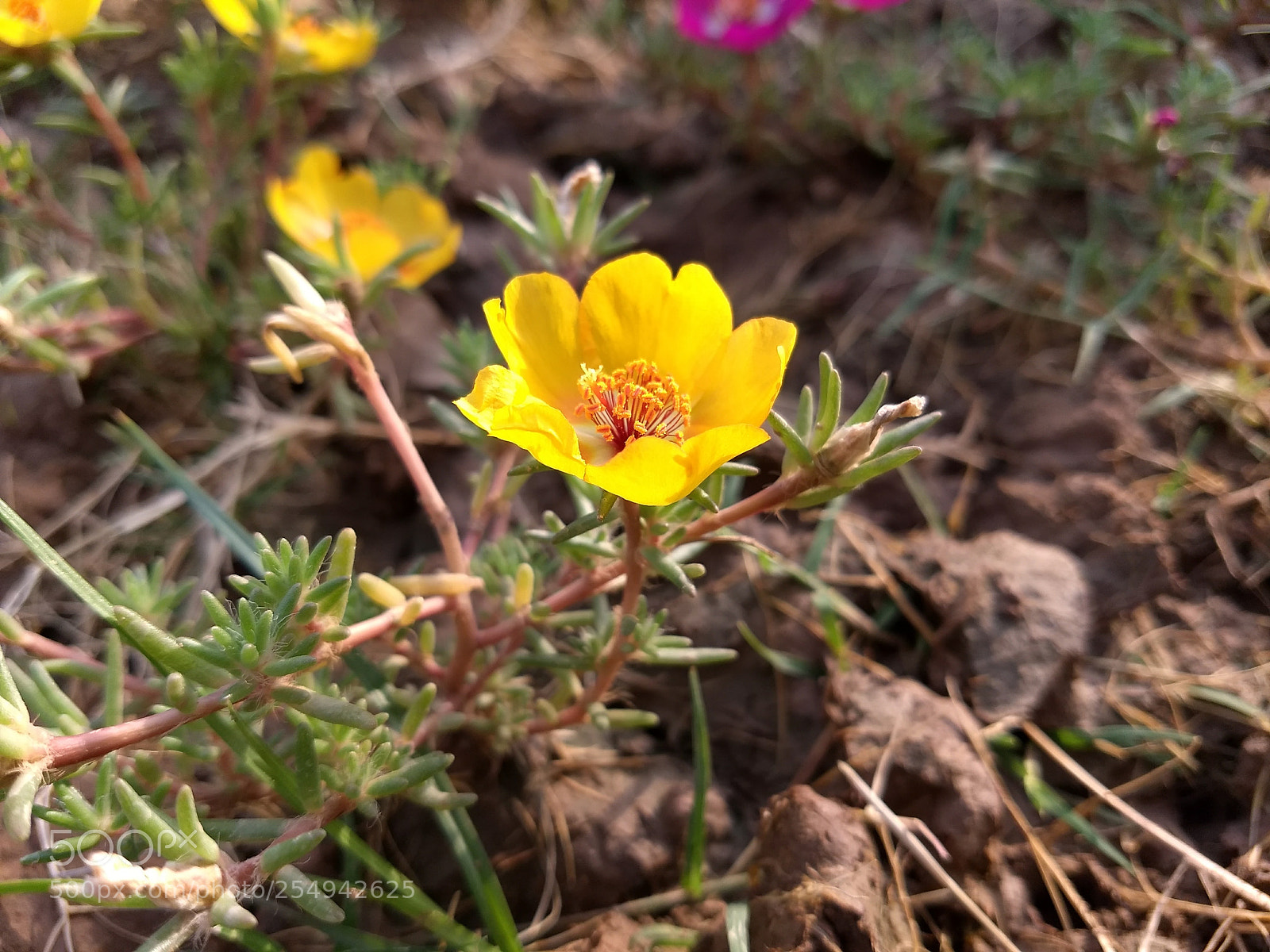 Motorola Moto G (5) Plus sample photo. Mellow yello photography