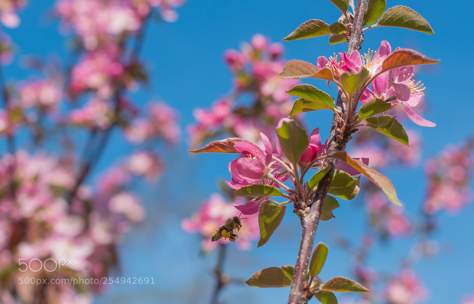 Nikon D610 sample photo. The world of apple photography