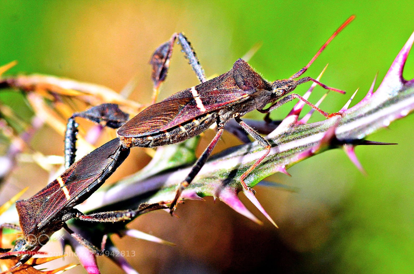 Nikon D7000 sample photo. Reproducing photography