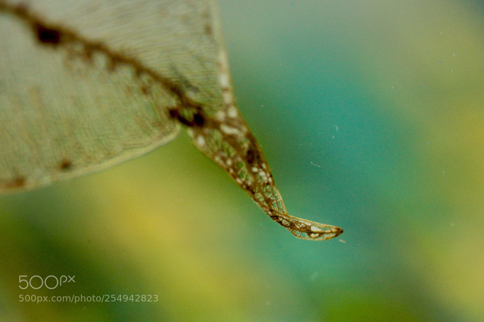 Canon EOS 60D sample photo. Leaf fossil photography