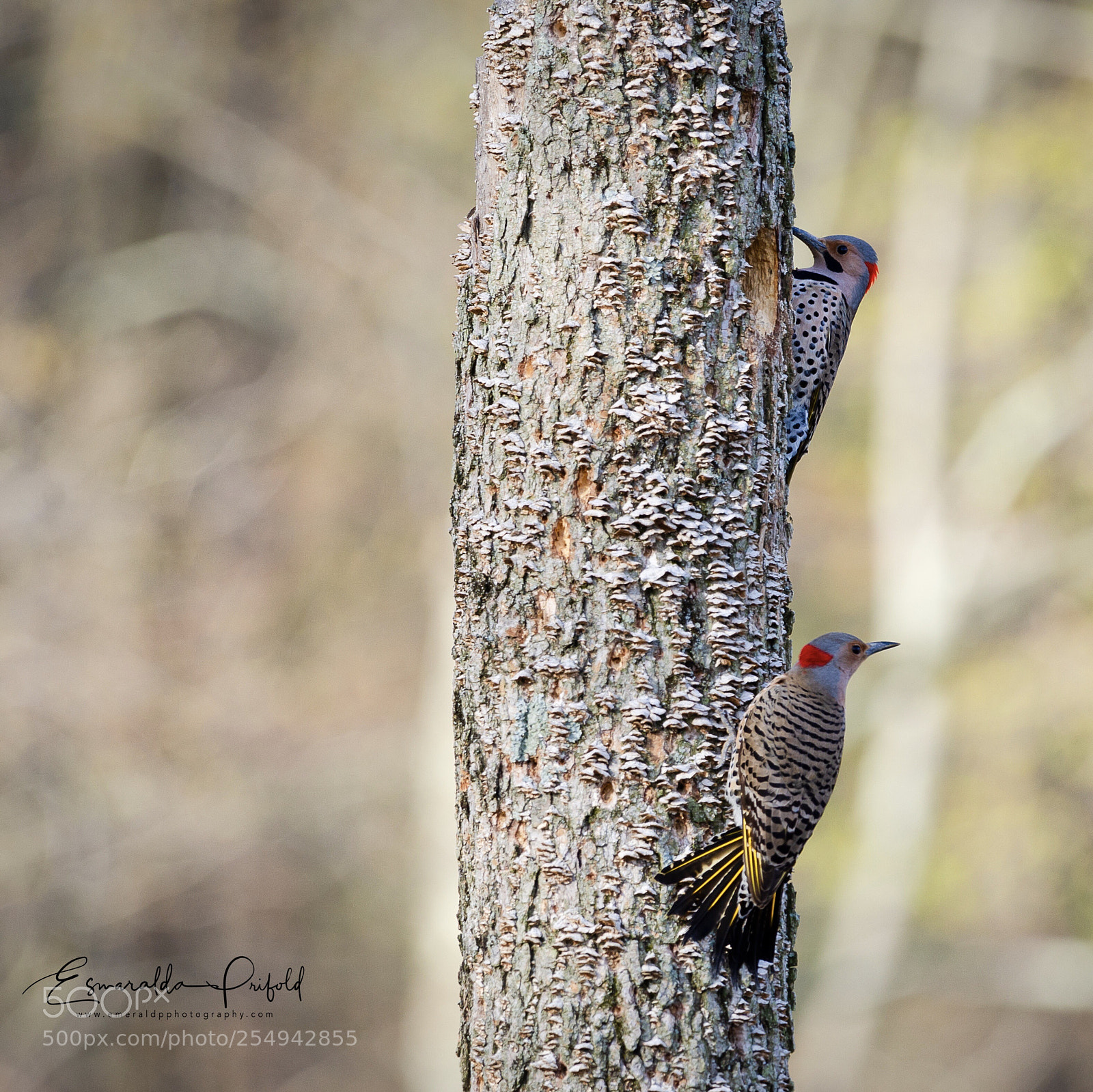 Nikon D7000 sample photo. Pair of northern flickers photography