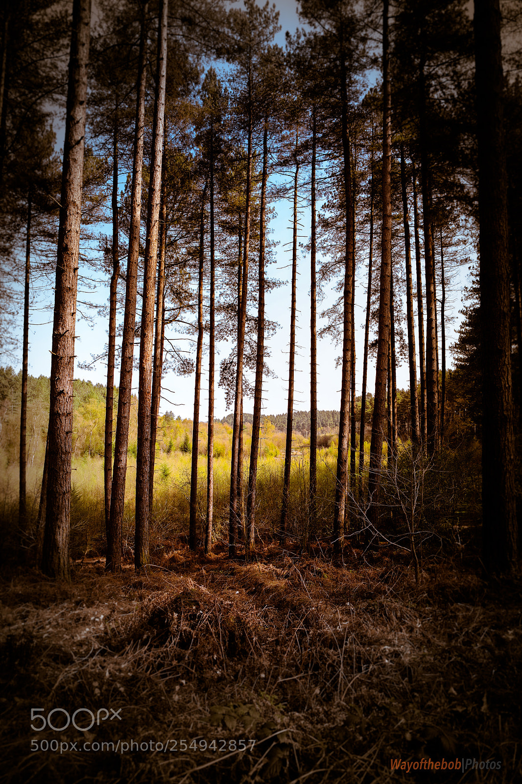 Canon EOS 5D Mark IV sample photo. Can't see the wood photography