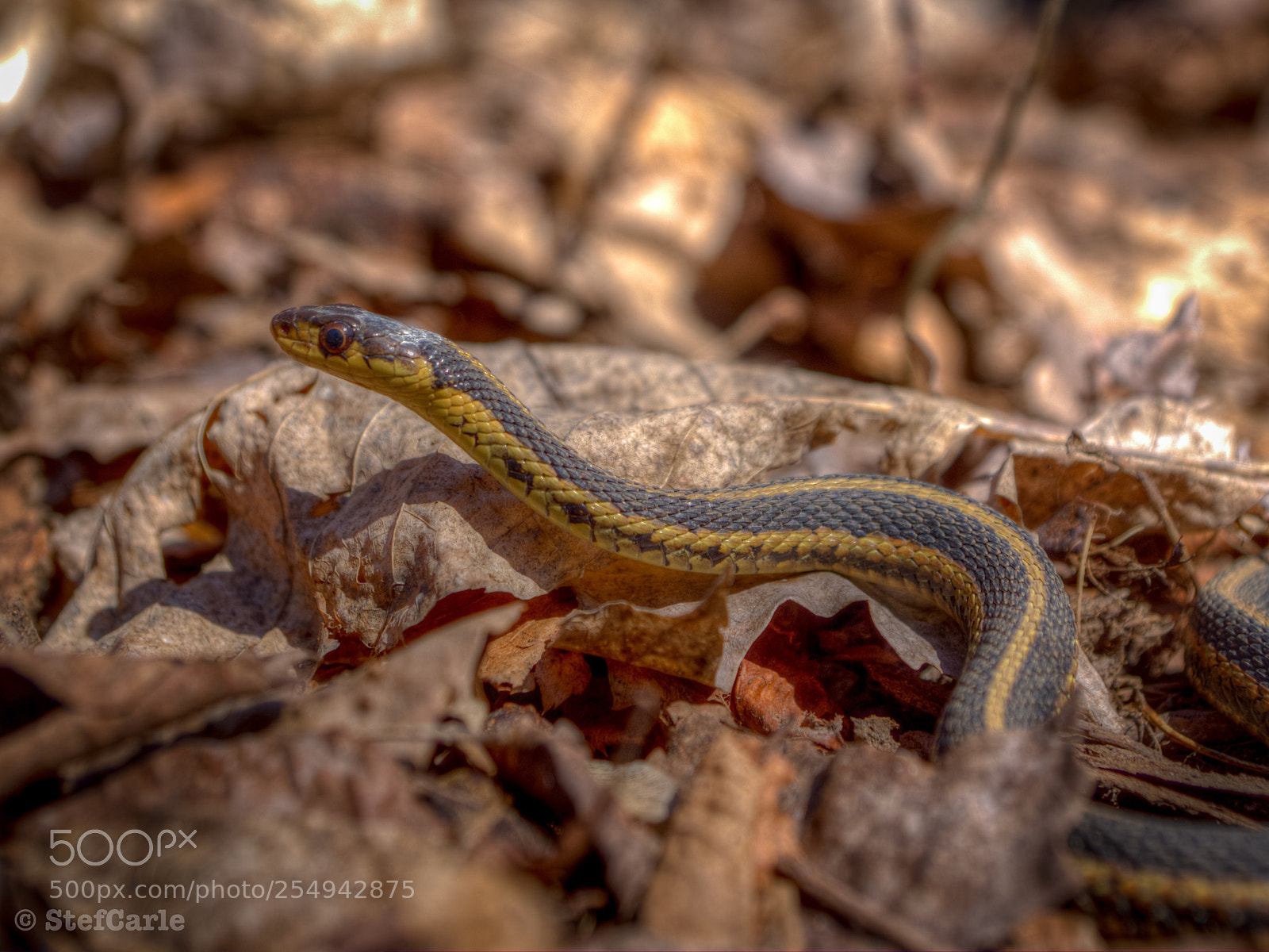 Sony SLT-A77 sample photo. Common garter snake photography