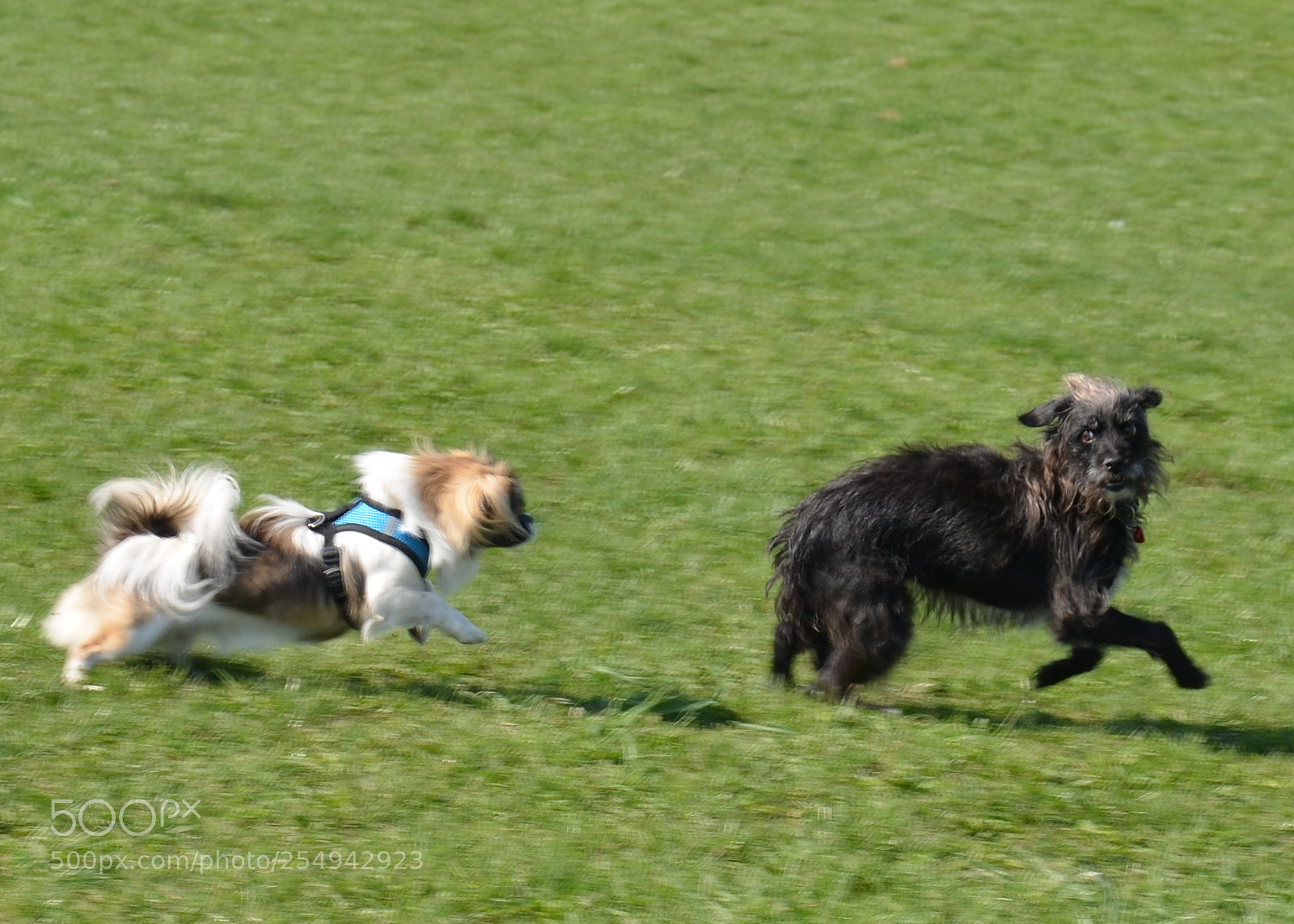 Nikon D5100 sample photo. Doggies photography