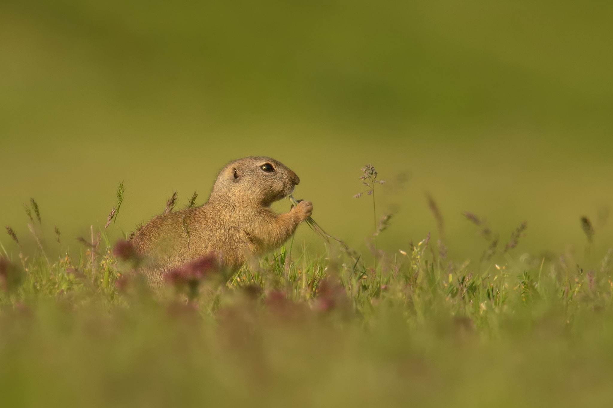 Nikon Nikkor AF-S 300mm F4E PF ED VR sample photo. Fast breakfast photography
