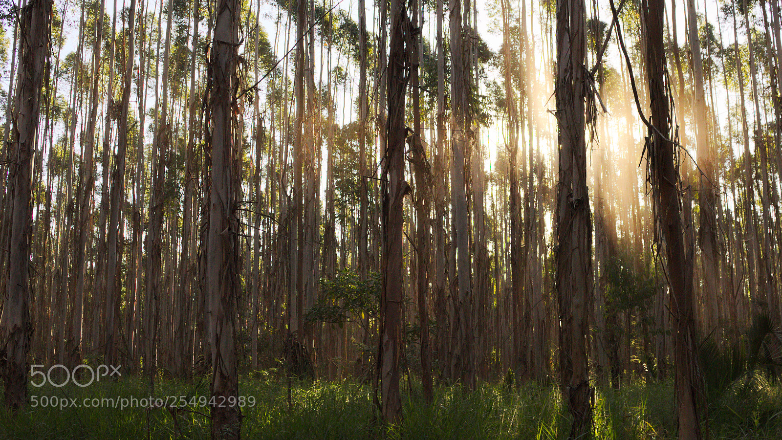 Canon EOS 700D (EOS Rebel T5i / EOS Kiss X7i) sample photo. Eucalyptus sunset photography