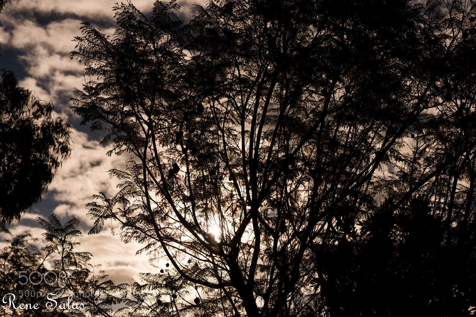 Nikon D810 sample photo. Griffithpark2 photography