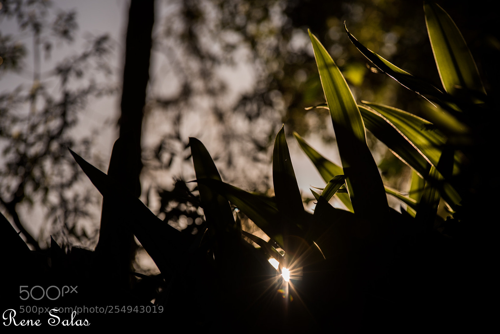 Nikon D810 sample photo. Griffithpark1 photography