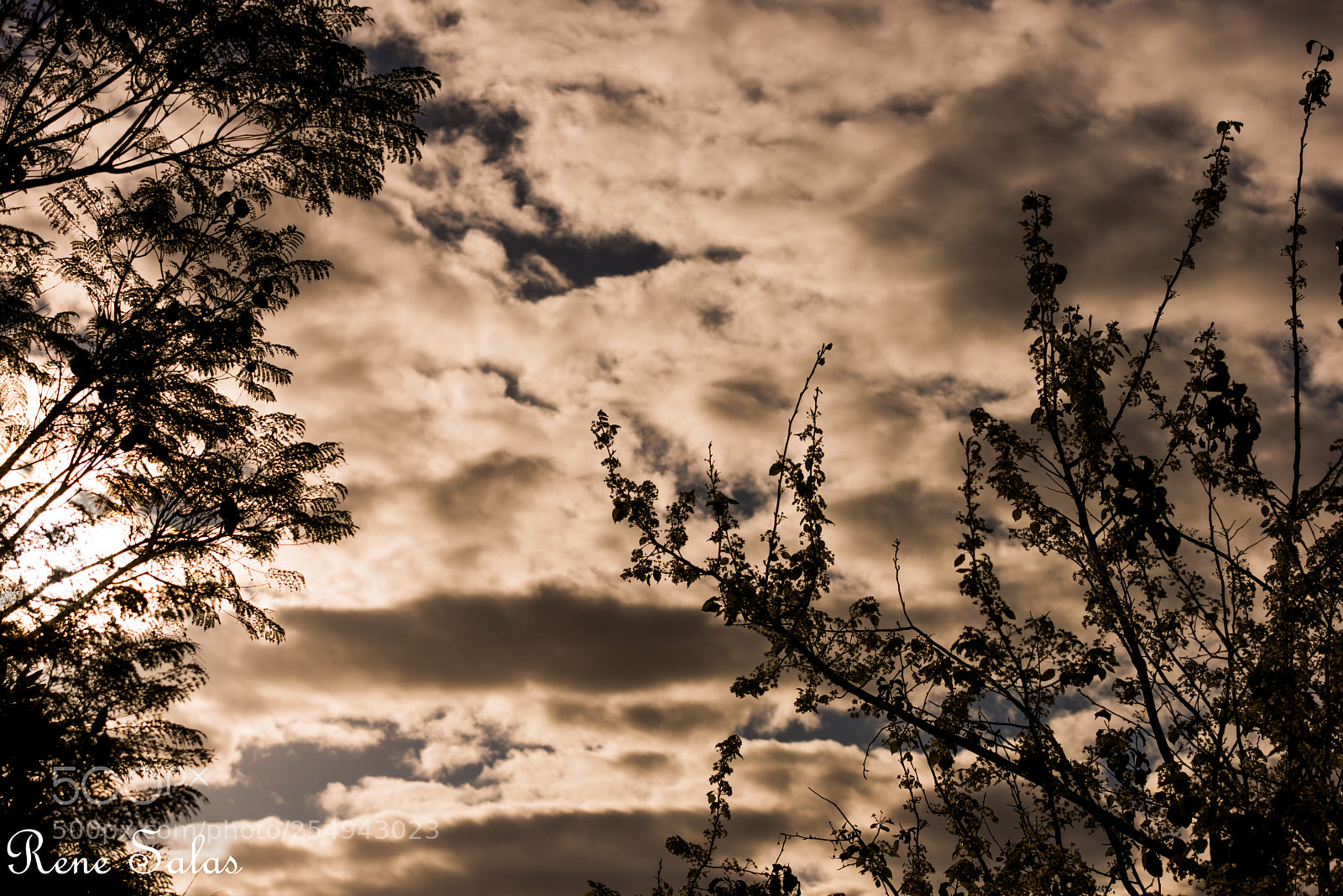 Nikon D810 sample photo. Griffithpark4 photography