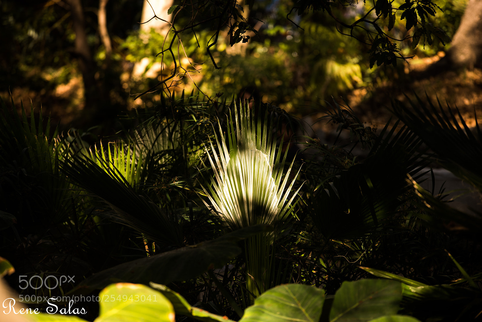 Nikon D810 sample photo. Griffithpark13 photography