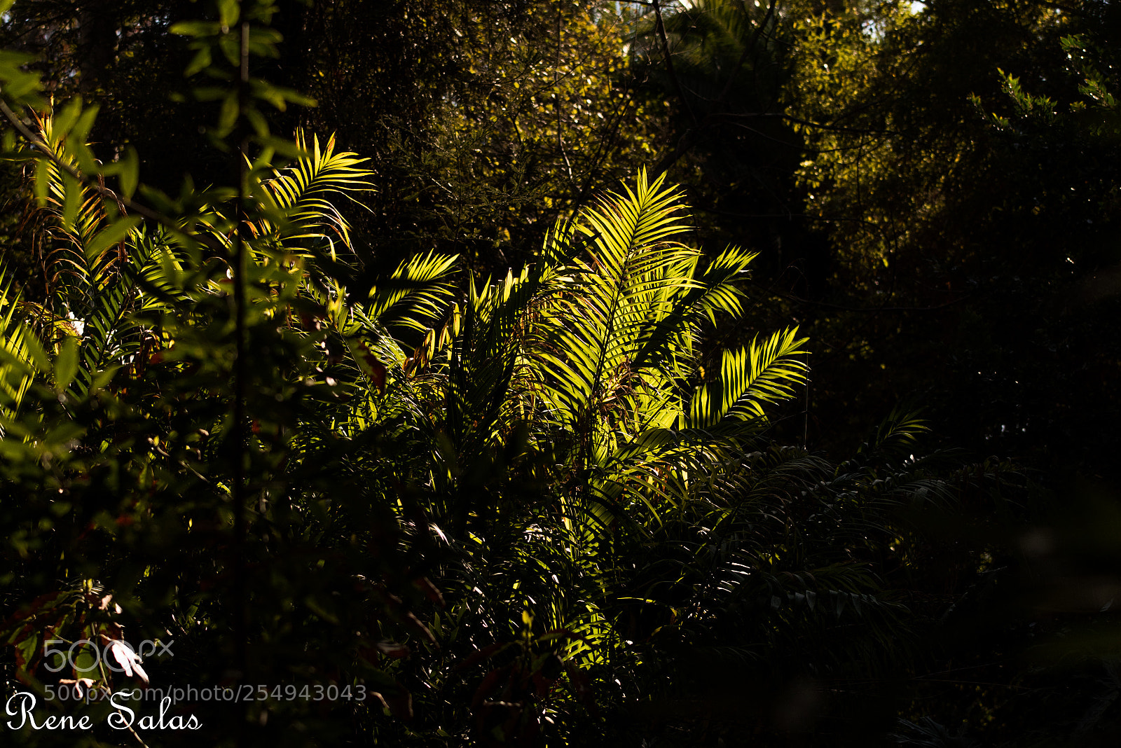 Nikon D810 sample photo. Griffithpark14 photography