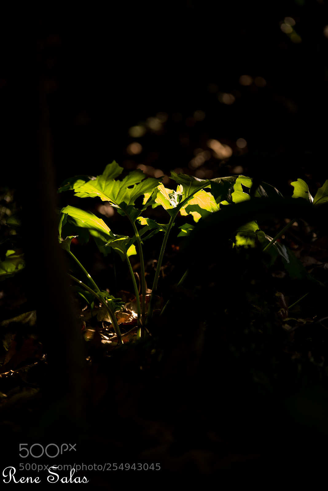 Nikon D810 sample photo. Griffithpark15 photography