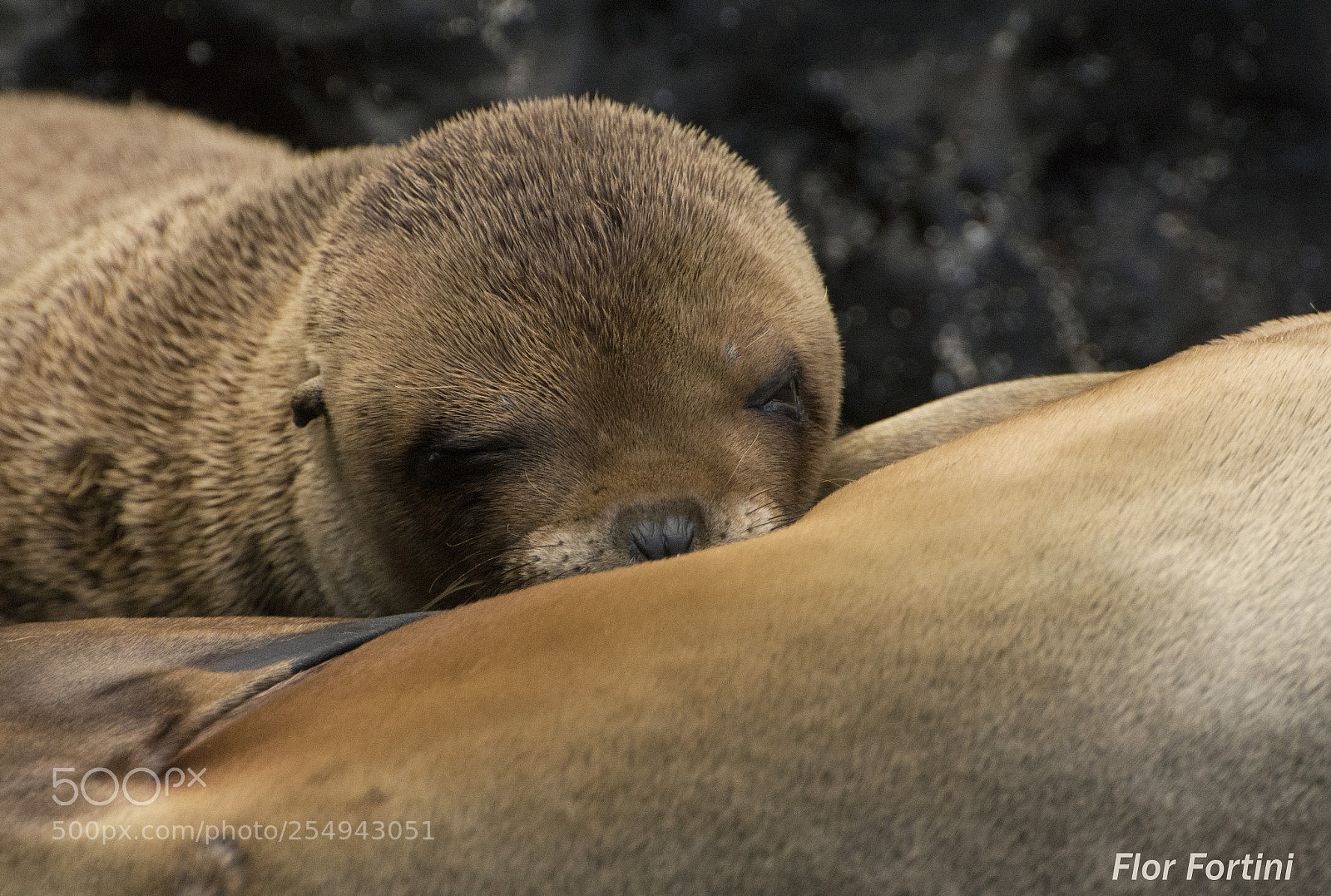 Nikon D7100 sample photo. Sea lion´s cub photography