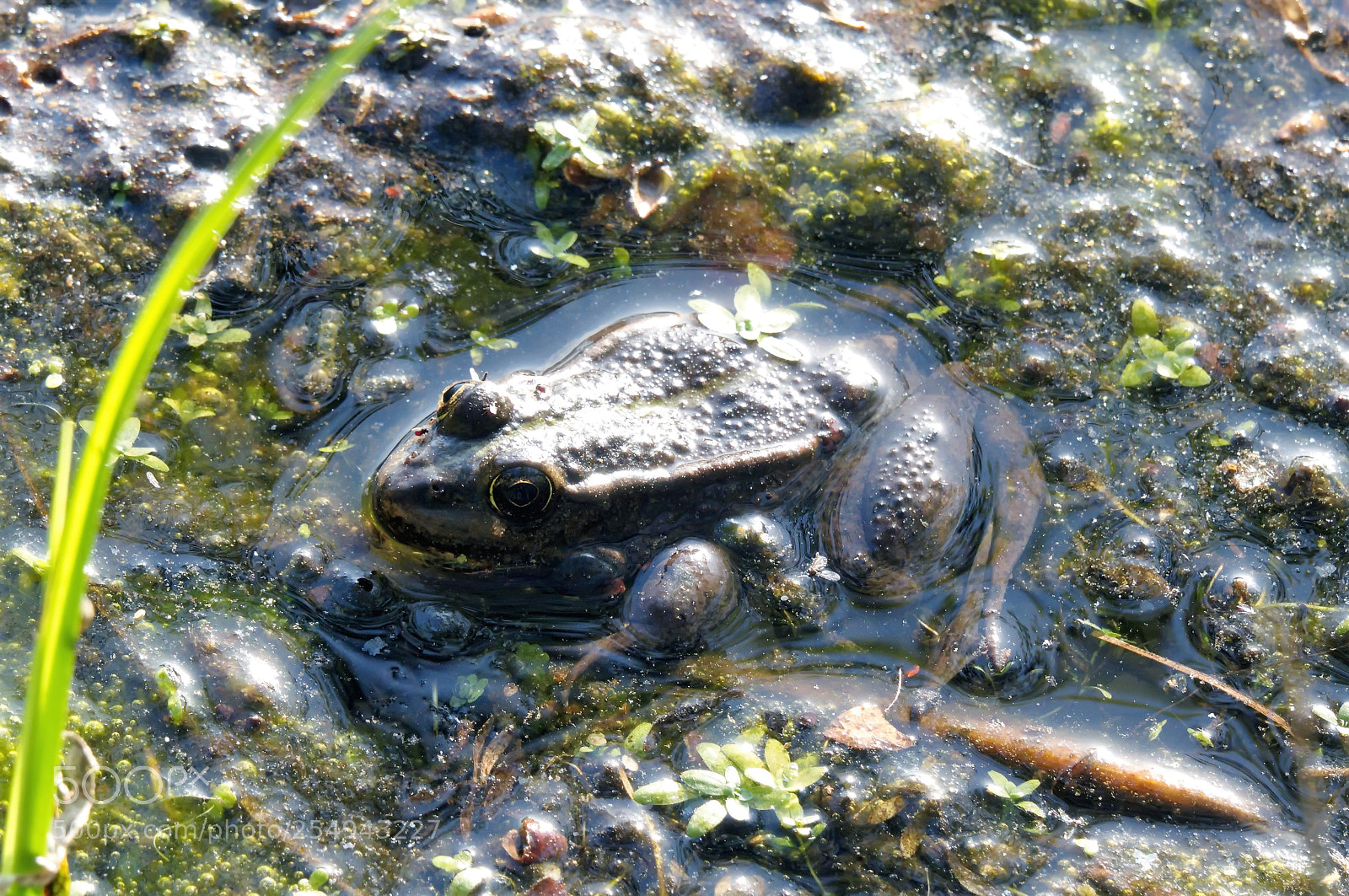 Panasonic Lumix DMC-FZ1000 sample photo. () photography