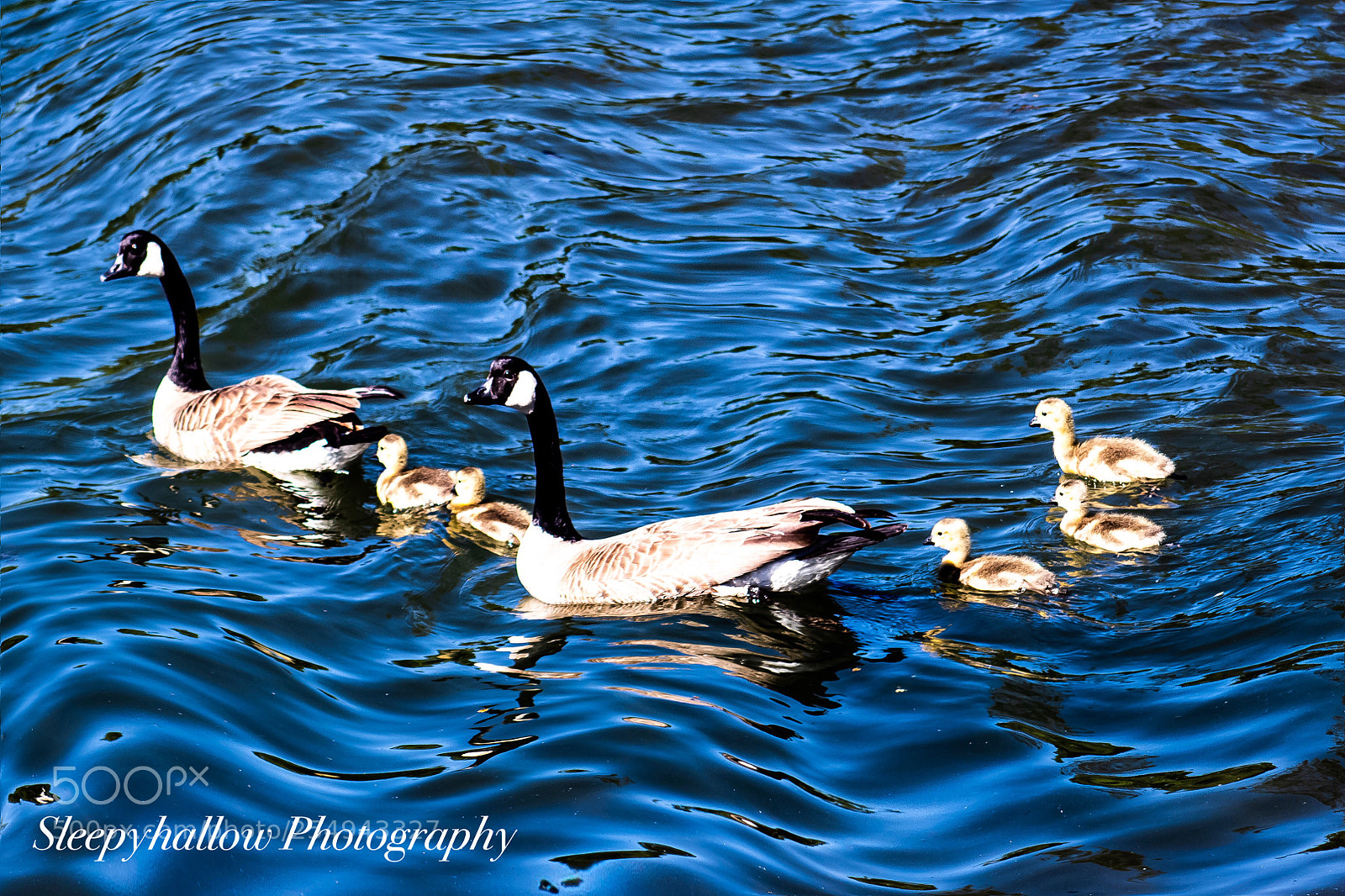 Canon EOS 1300D (EOS Rebel T6 / EOS Kiss X80) sample photo. Goose family photography