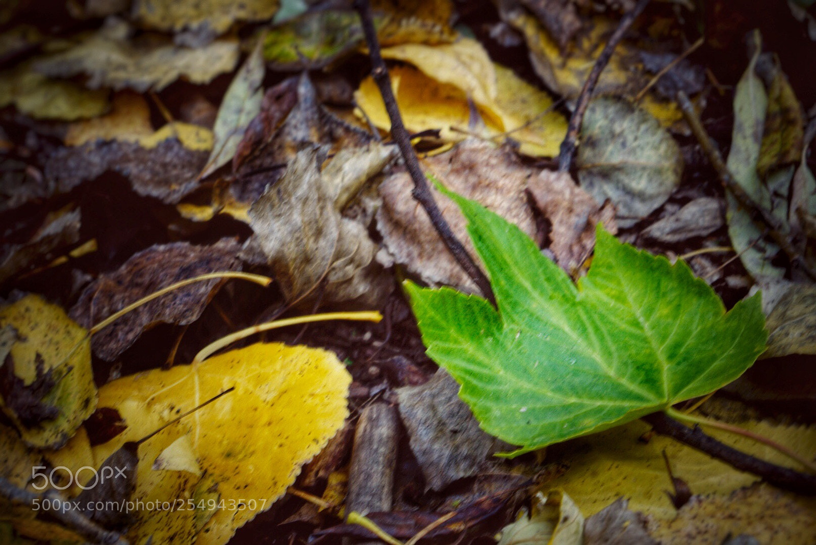 Sony a7 II sample photo. Autumn is here  photography