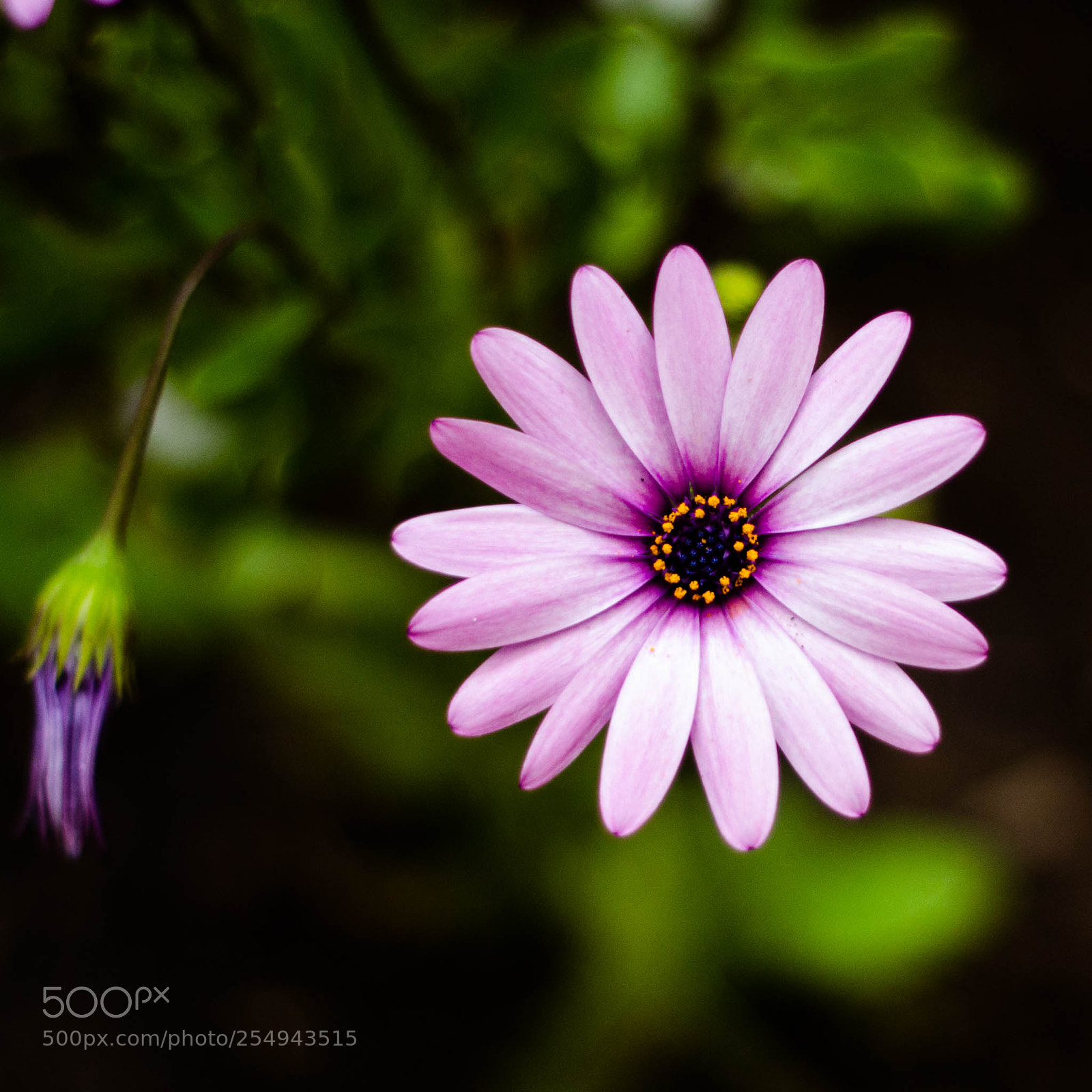 Canon EOS 60D sample photo. Flower photography