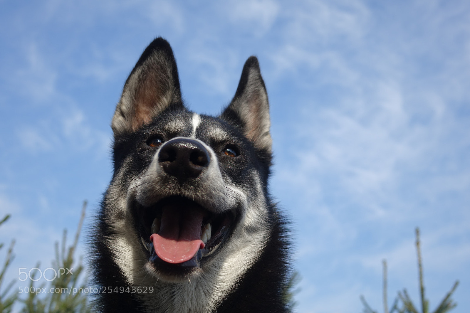 Sony Cyber-shot DSC-RX10 sample photo. Smile dog photography