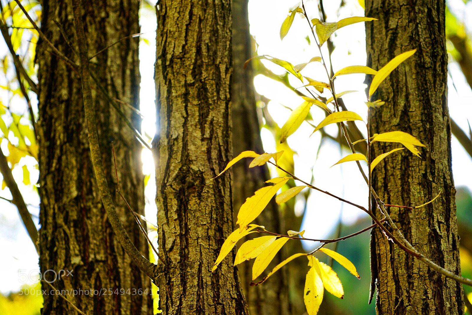 Sony a7 II sample photo. Untitled photography