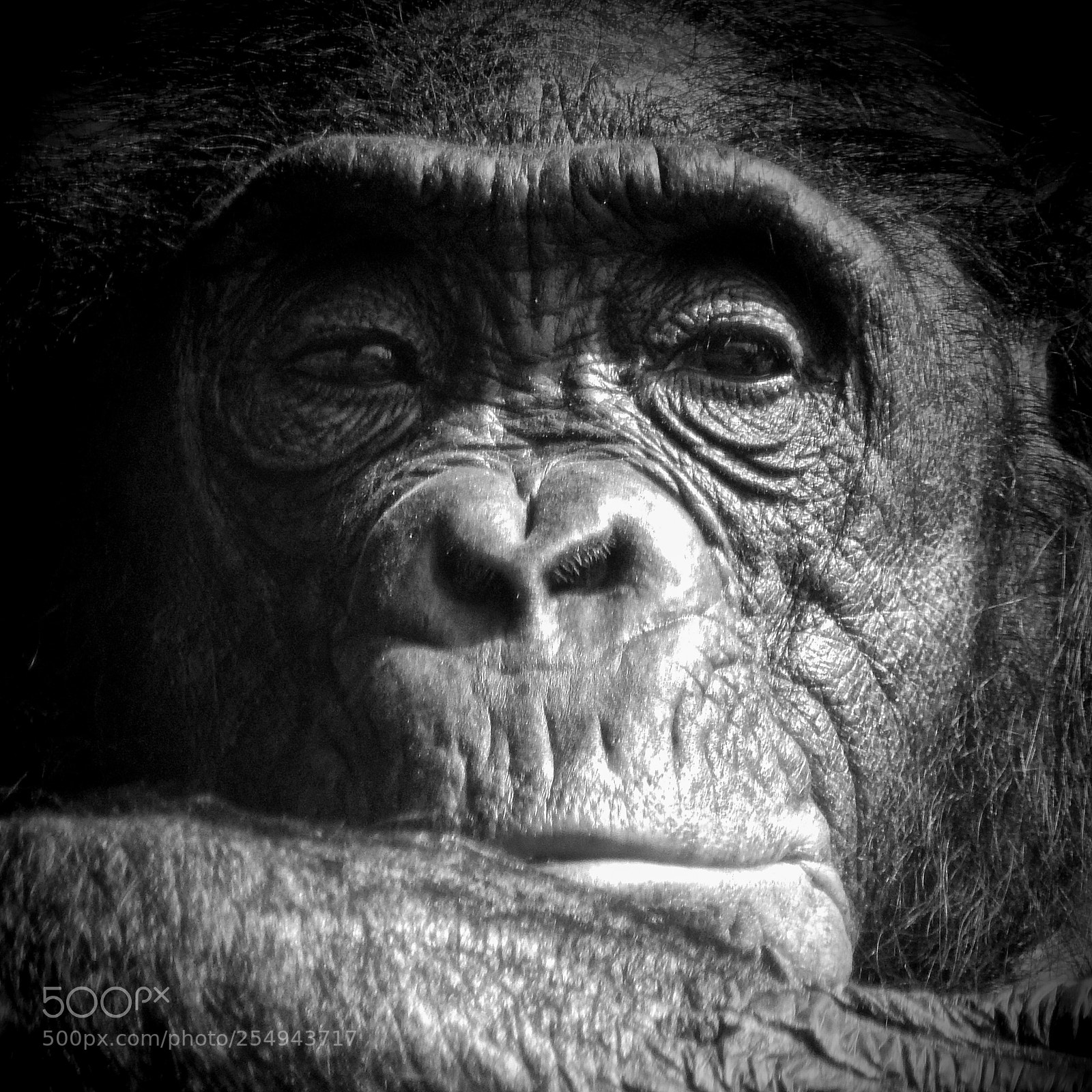 Nikon Coolpix P900 sample photo. Bonobo portrait photography