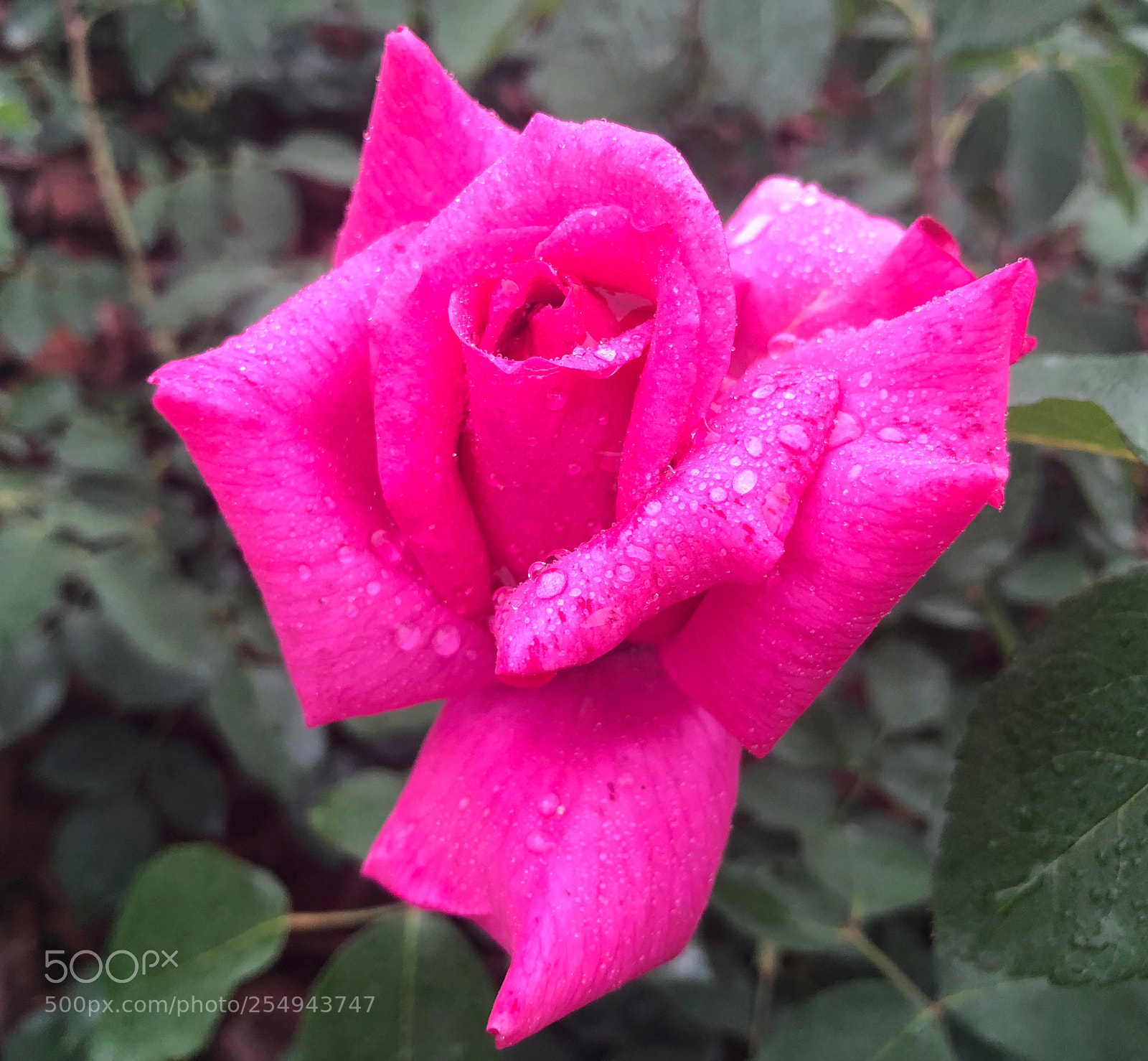 Apple iPhone X sample photo. Untitled photography