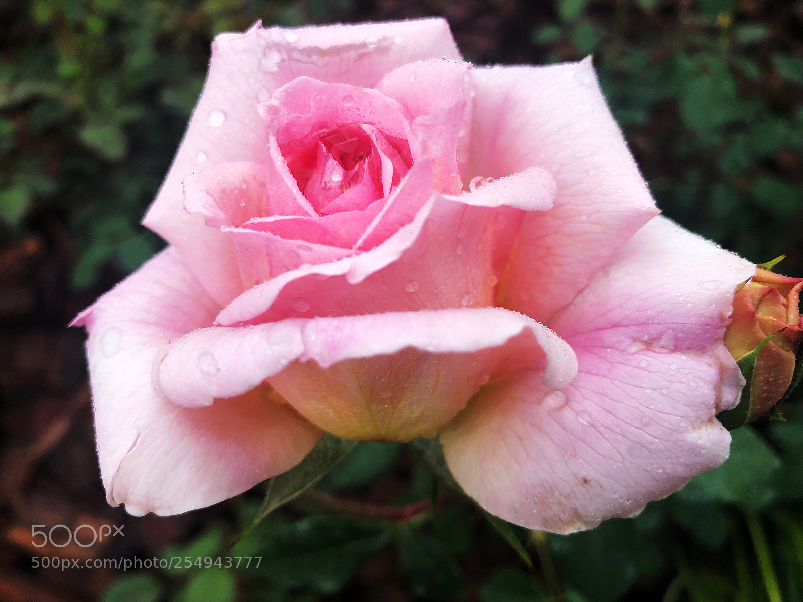 Apple iPhone X sample photo. Untitled photography