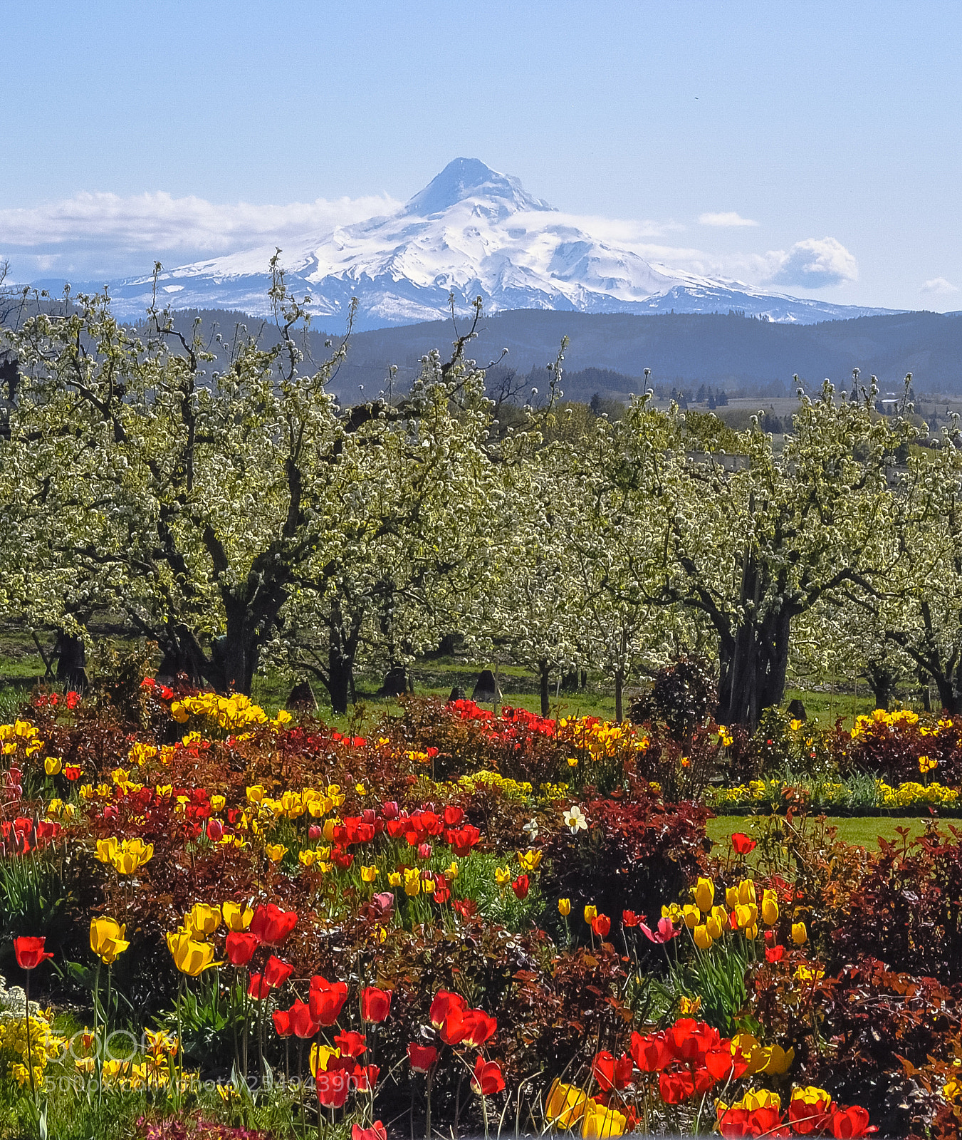 Nikon D5000 sample photo. Hood river photography