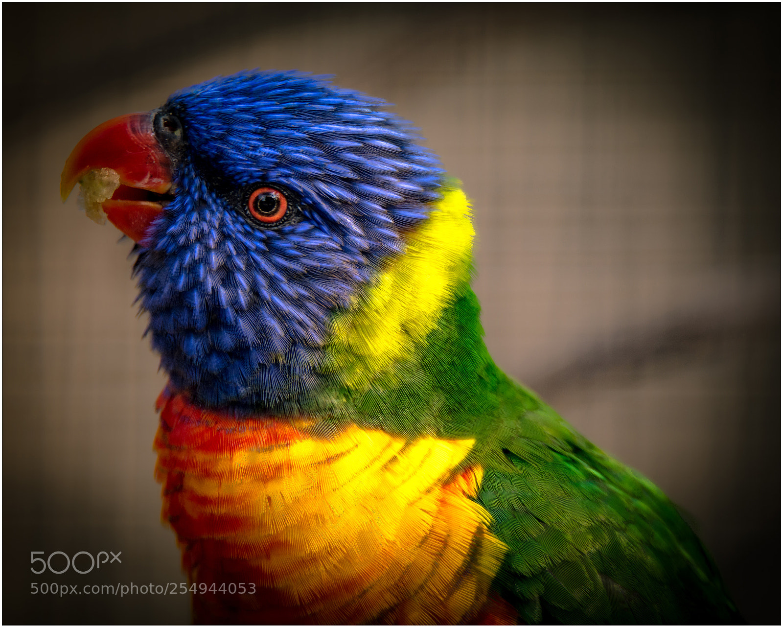 Nikon D7200 sample photo. Rainbow lorikeet photography