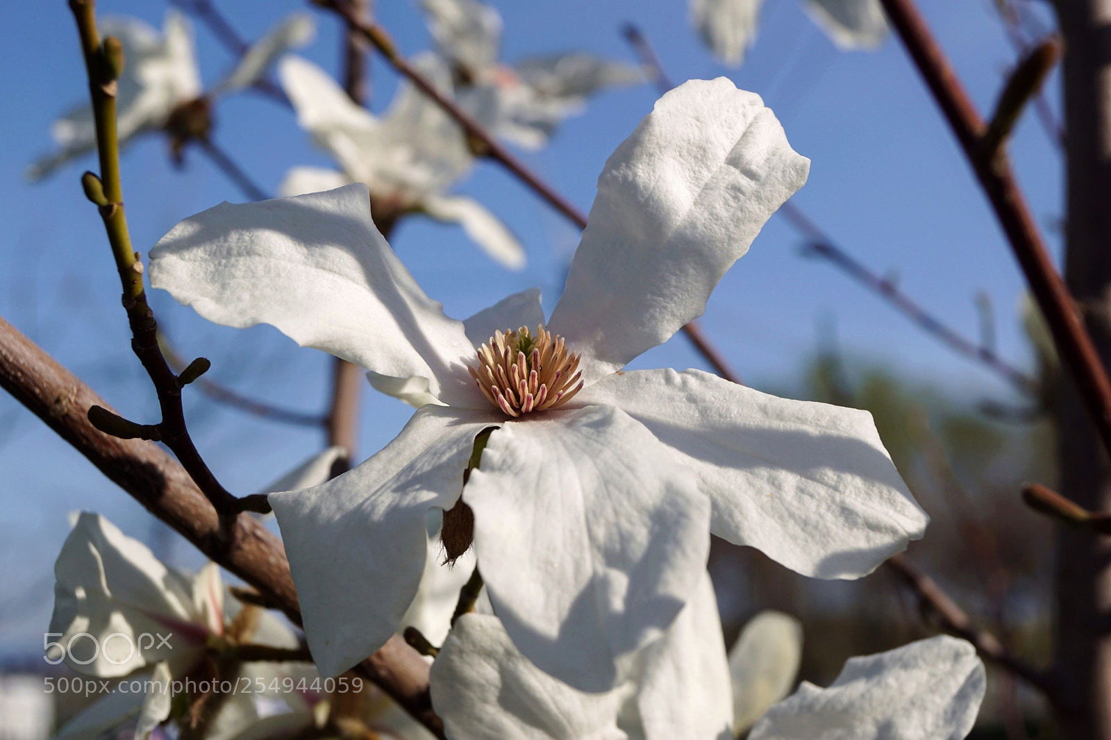 Sony SLT-A68 sample photo. Delicate beauty photography