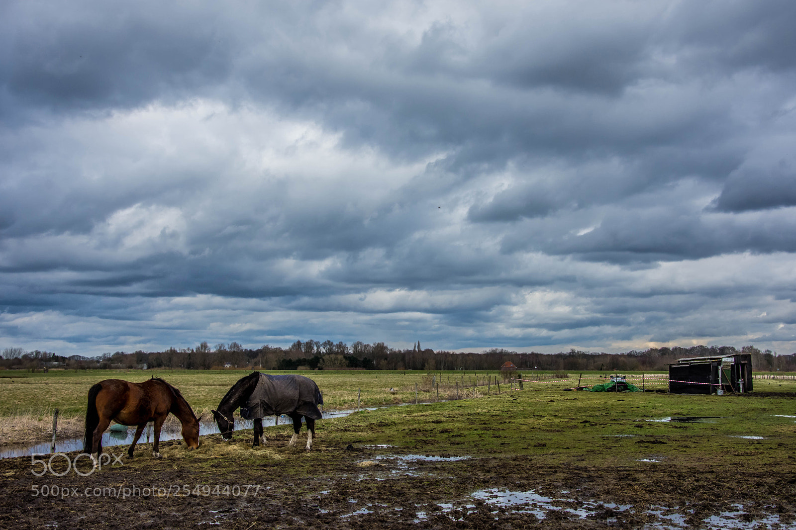 Nikon D7200 sample photo. 2 horses photography