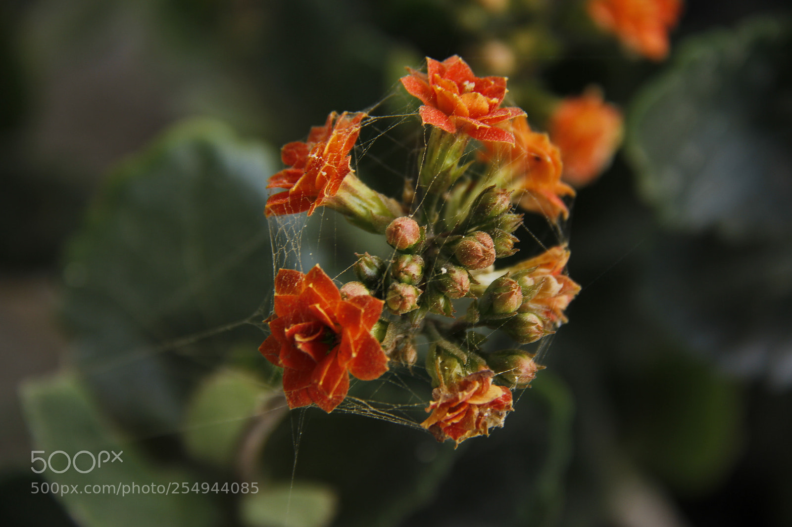 Canon EF-S 18-200mm F3.5-5.6 IS sample photo. Life photography