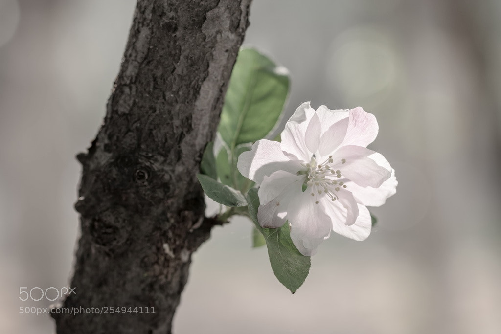 Canon EOS 70D sample photo. Blooming photography
