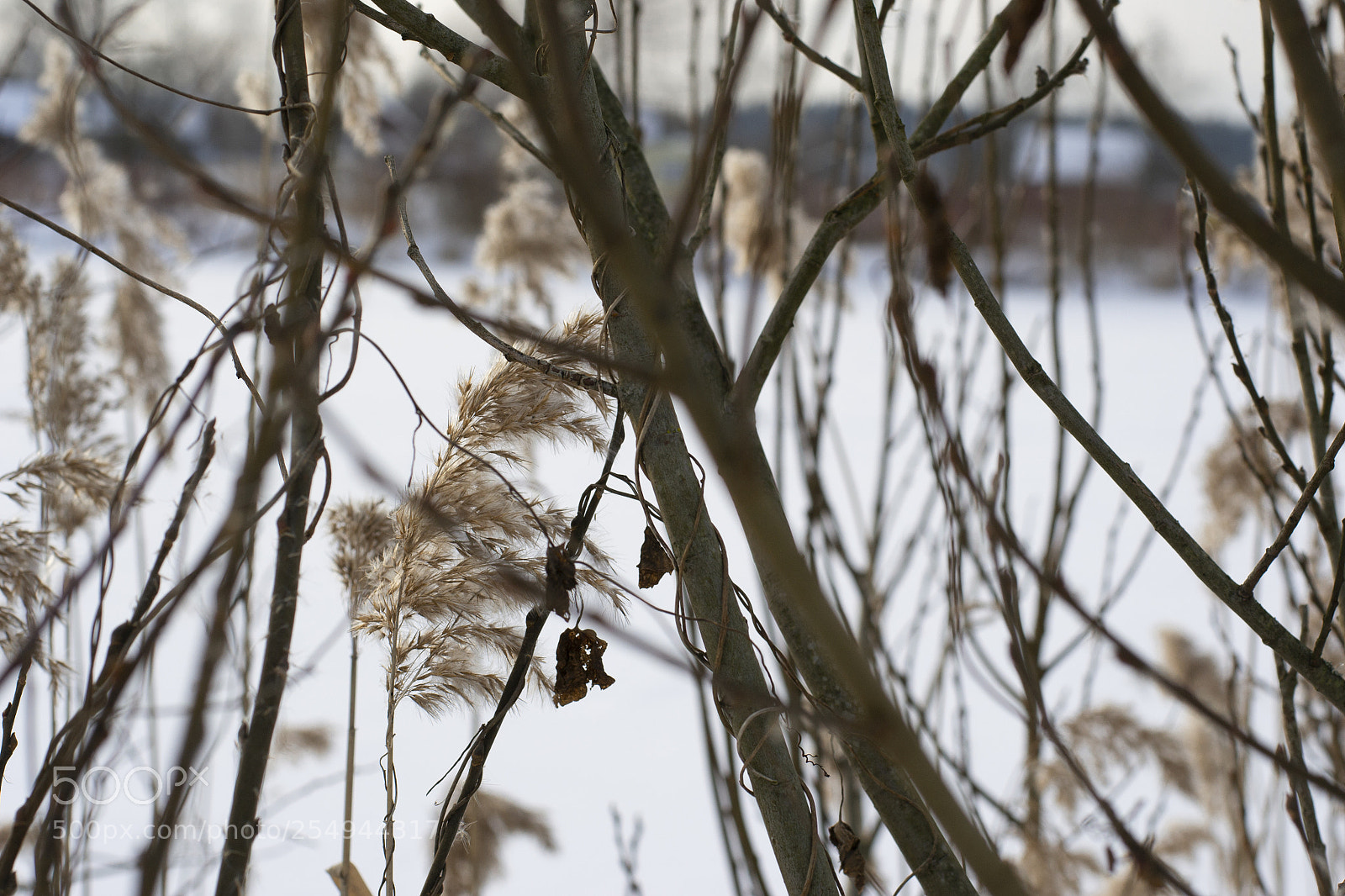 Nikon D3100 sample photo. ветки photography