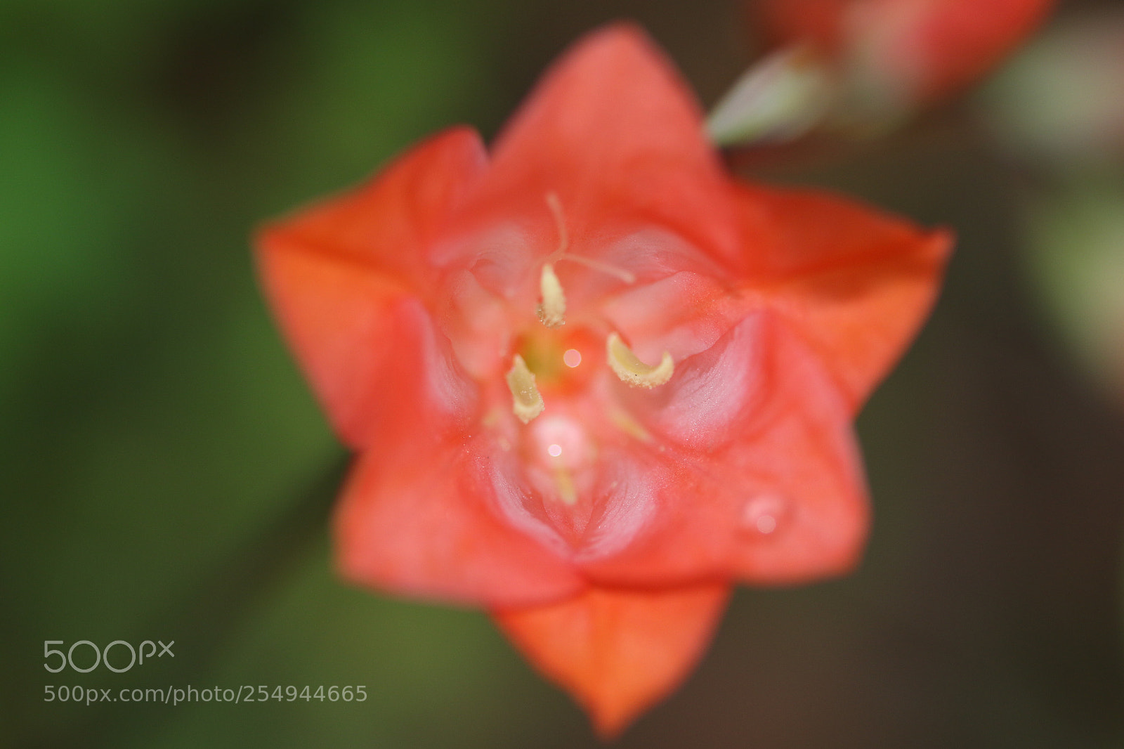Canon EOS 7D Mark II sample photo. Untitled photography
