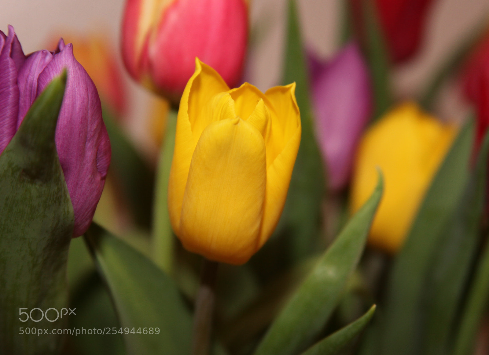 Canon EOS 5D Mark II sample photo. Tulips photography