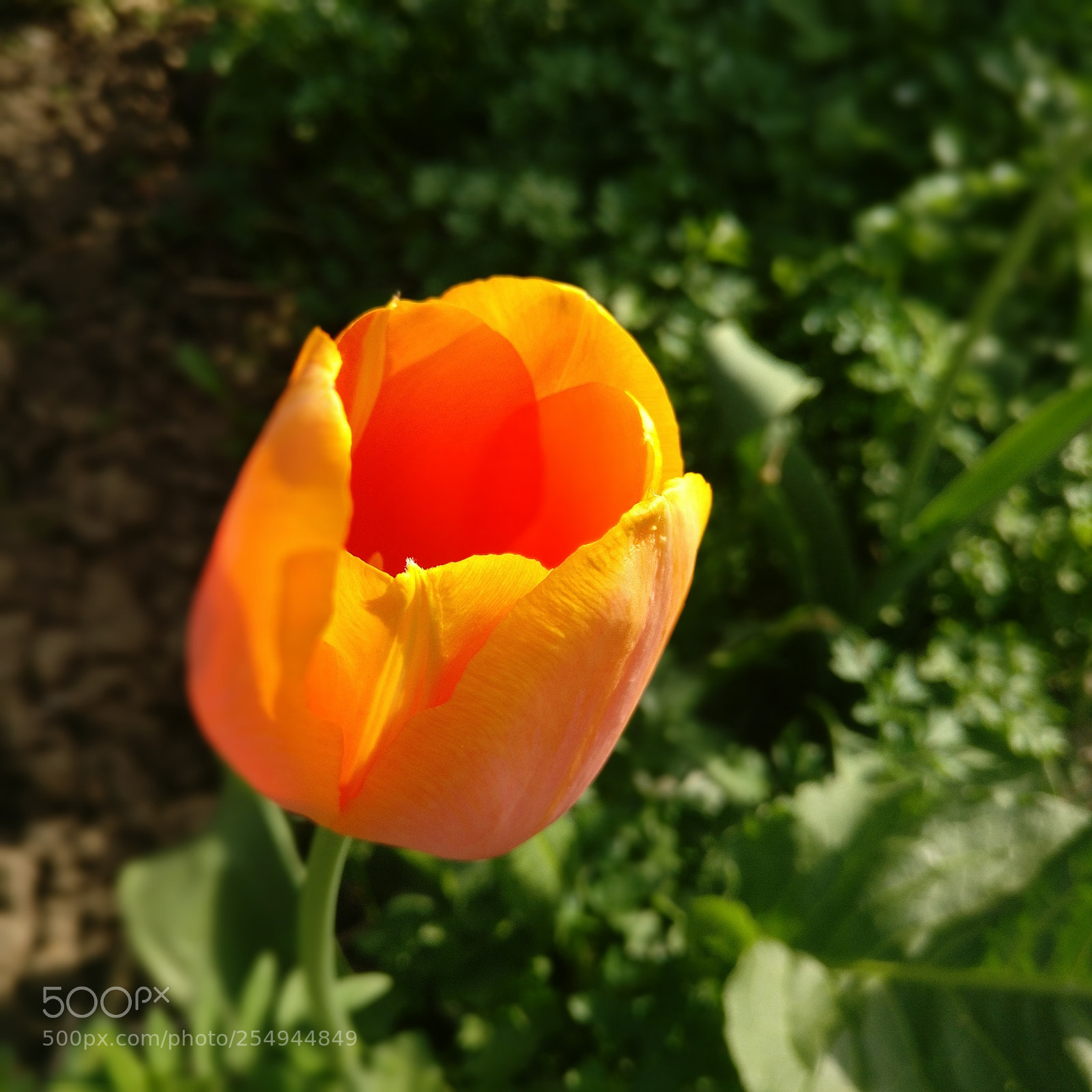 OnePlus A3003 sample photo. Untitled photography