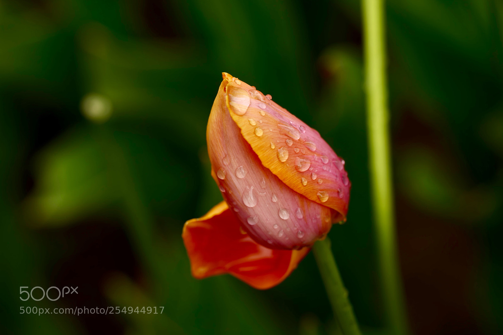 Leica SL (Typ 601) sample photo. Untitled photography