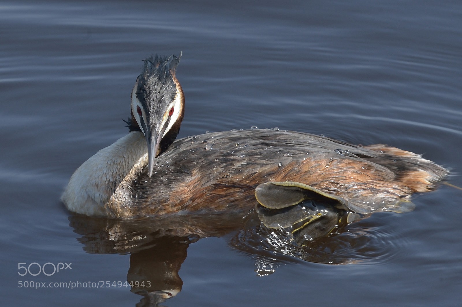 Nikon D800 sample photo. Fuut  (podiceps cristatus) photography