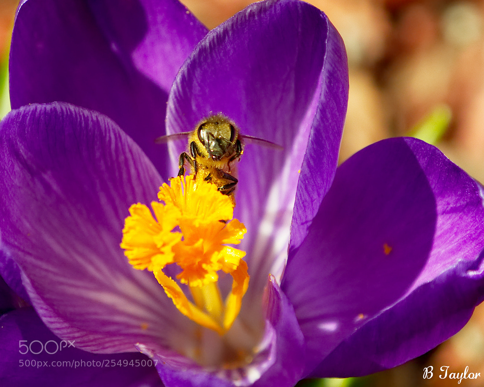 Sony SLT-A57 sample photo. Bee at work photography