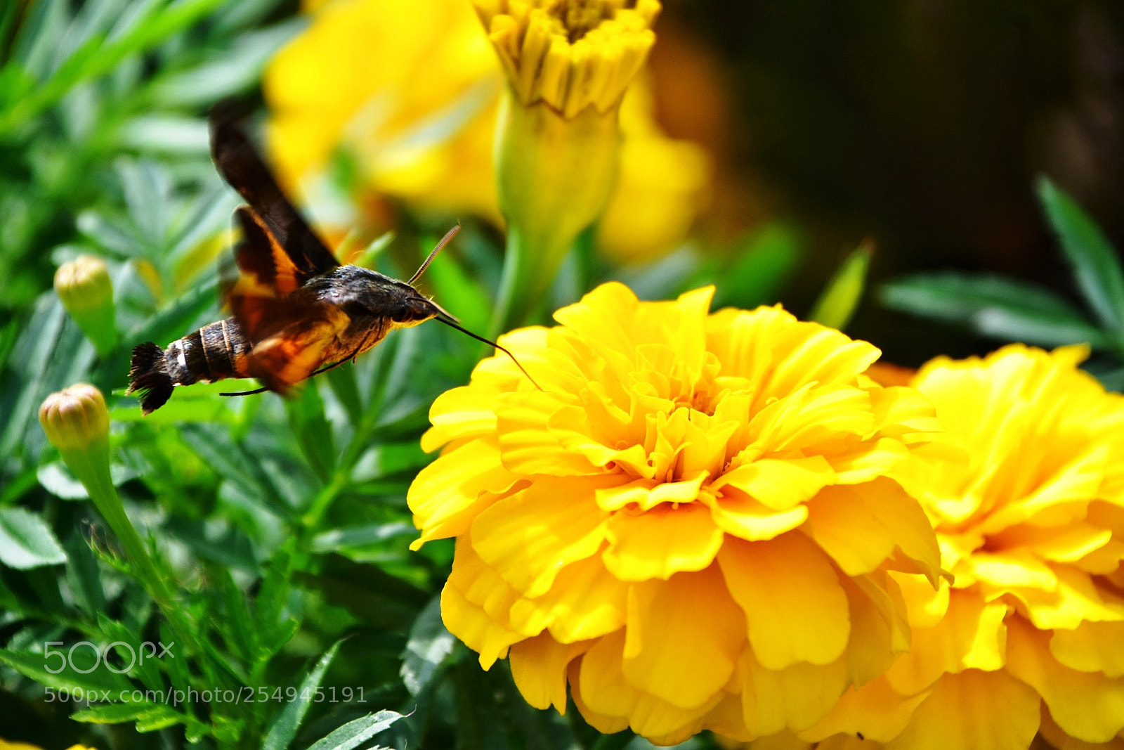 Nikon D7200 sample photo. L love honey and photography