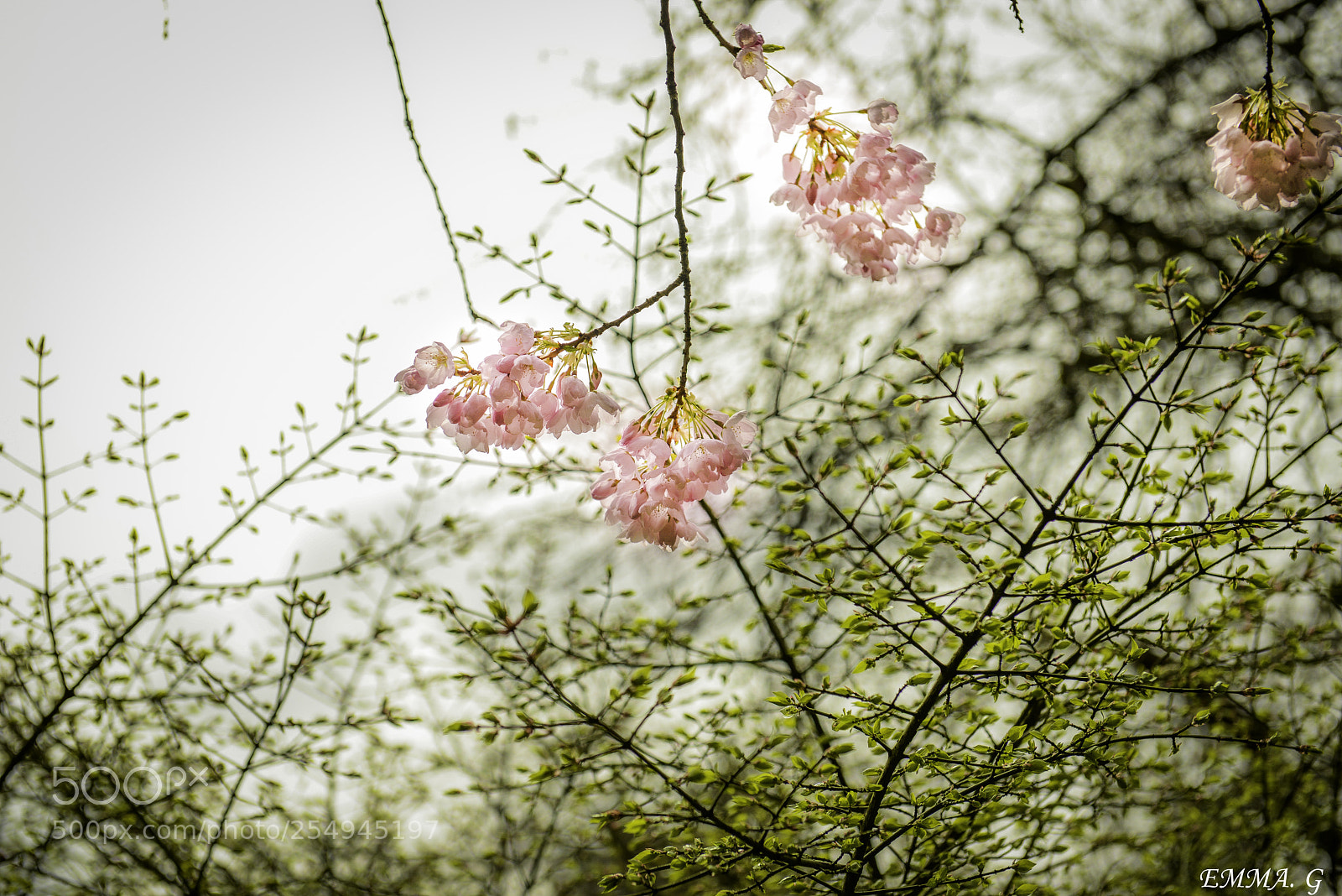 Nikon D800 sample photo. Cherry bloom photography