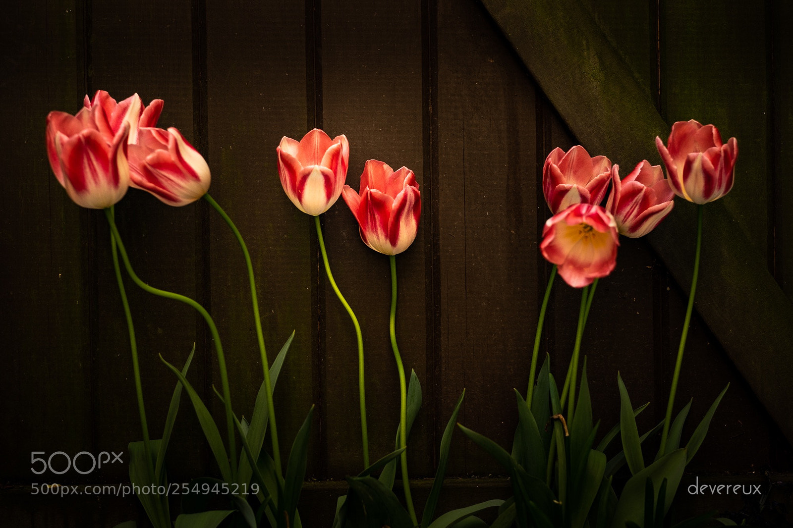 Fujifilm X-T1 sample photo. Tulips photography