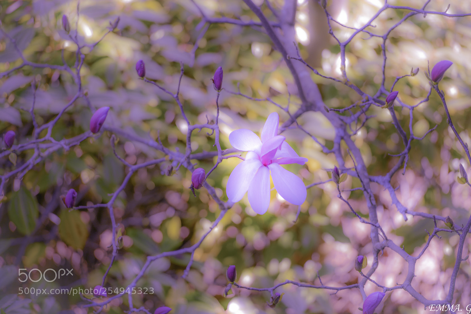 Nikon D800 sample photo. Magnolia flower 玉兰花；mangnolia 玉兰花； photography