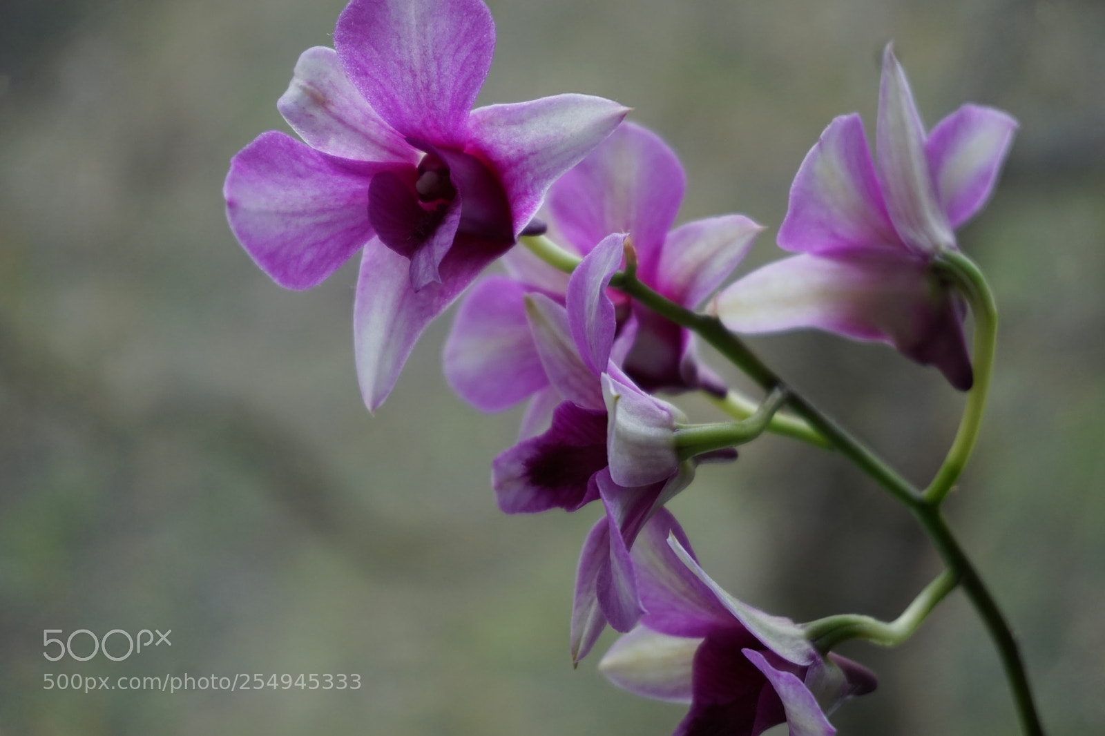 Sony a6000 sample photo. Dsc photography